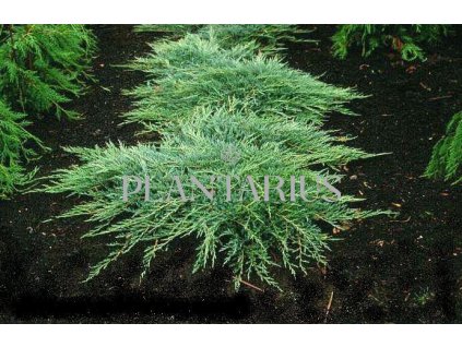 72486 jalovec polehly jade river juniperus horizontalis jade river kvetnik o prumeru 14 cm