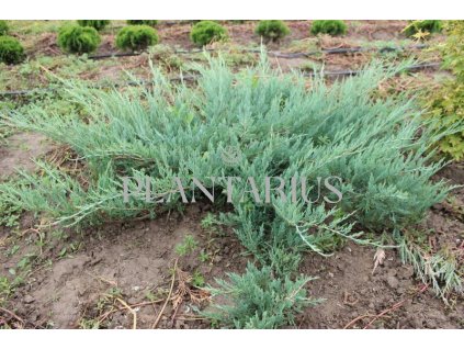 72489 jalovec polehly hughes juniperus horizontalis hughes kvetnik o prumeru 14 cm