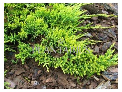 72492 jalovec polehly golden carpet juniperus horizontalis golden carpet kvetnik o prumeru 14 cm