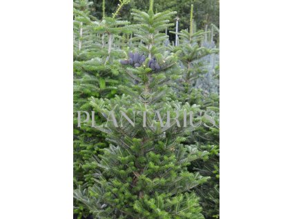 72498 jedle korejska abies koreana kvetnik o prumeru 14 cm