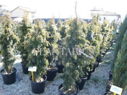 72501 tis cerveny dovastonii aurea taxus baccata dovastonii aurea kvetnik o prumeru 14 cm