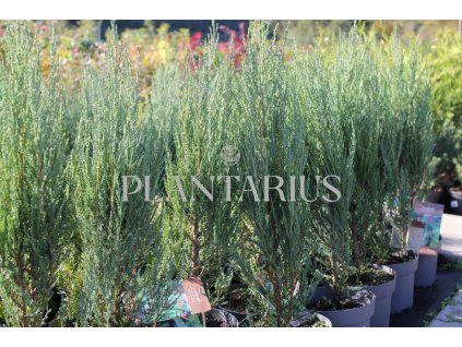 72504 jalovec skalni blue arrow juniperus scopulorum blue arrow kvetnik o prumeru 14 cm