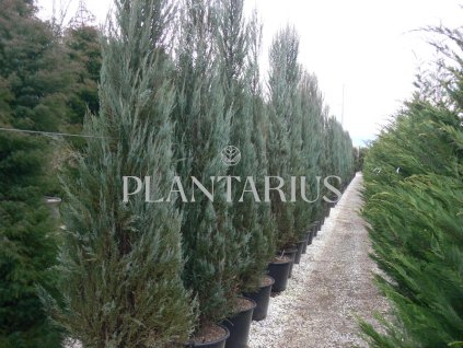 72510 jalovec virginsky skyrocket juniperus virginiana skyrocket kvetnik o prumeru 14 cm