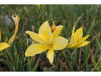 72651 denivka cream drop hemerocallis cream drop kvetnik o prumeru 14 cm