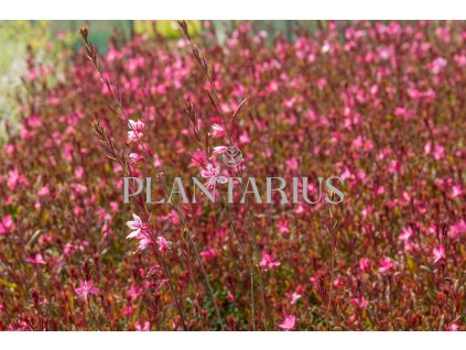 72720 svickovec gambit rose gaura lindheimeri gambit rose kvetnik o prumeru 14 cm