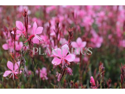 72723 svickovec gambit compact pink gaura lindheimeri gambit compact pink kvetnik o prumeru 14 cm