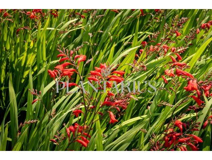 72774 kresina montbrecie emberglow crocosmia emberglow kvetnik o prumeru 14 cm po 5 ks