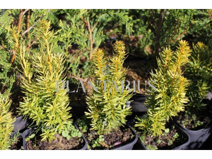 72816 tis cerveny david taxus baccata david kvetnik o prumeru 14 cm velikost 20 30 cm