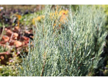 72825 jalovec skalni moonglow juniperus scopulorum moonglow kvetnik o prumeru 14 cm velikost 40 50 cm