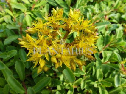 72930 rozchodnik euphorbioides sedum aizoon euphorbioides kvetnik o prumeru 9 cm