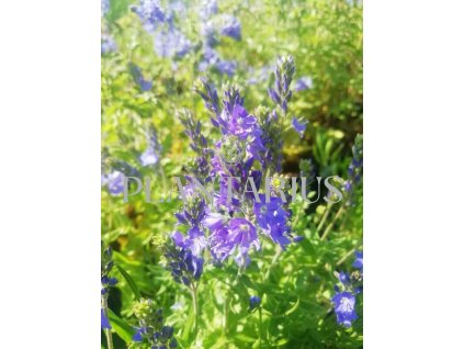 72993 rozrazil ozankovity konigsblau veronica teucrium konigsblau kvetnik o prumeru 9 cm