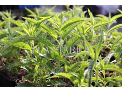 72996 rozrazil klasnaty alba veronica spicata alba kvetnik o prumeru 9 cm