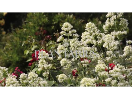 73008 mavun cervena albiflorus centranthus ruber albiflorus kvetnik o prumeru 9 cm