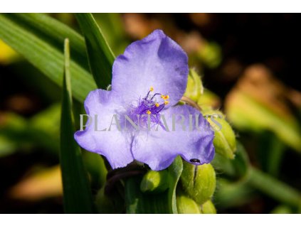 73026 podenka andersonova i c weguelin tradescantia andersoniana i c weguelin kvetnik o prumeru 9 cm