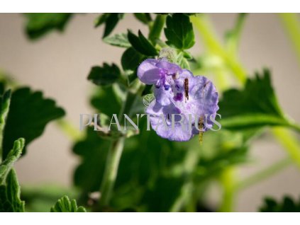 73032 santa hroznovita walker s low nepeta racemosa walker s low kvetnik o prumeru 9 cm