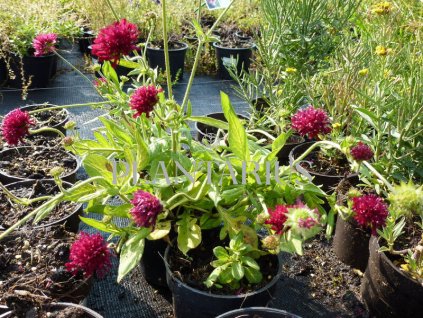 73038 chrastavec mars midget knautia macedonica mars midget kvetnik o prumeru 9 cm