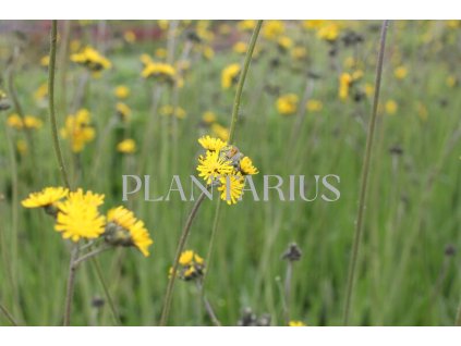 73155 jestrabnik hunaty hieracium villosum kvetnik o prumeru 9 cm