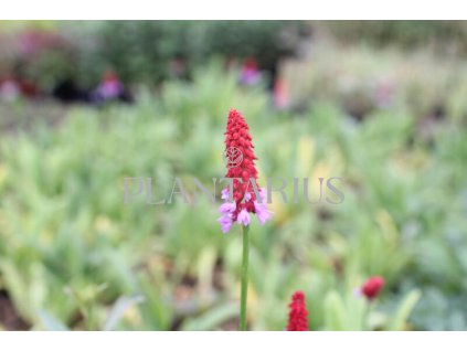 73197 prvosenka vstavacokveta primula vialii kvetnik o prumeru 9 cm