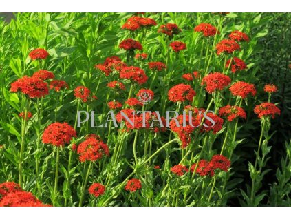 73218 kohoutek chalcedonsky lychnis chalcedonica kvetnik o prumeru 9 cm