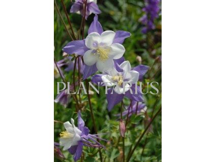 73236 orlicek vejirovity selection aquilegia flabellata var pumila selection kvetnik o prumeru 9 cm