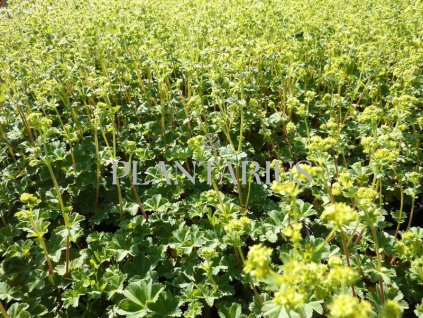 73242 kontryhel rudonohy alchemilla erythropoda kvetnik o prumeru 9 cm