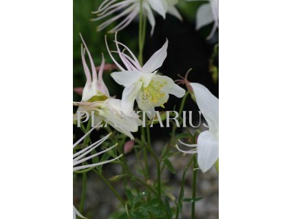 73251 orlicek kristall aquilegia caerulea kristall kvetnik o prumeru 9 cm