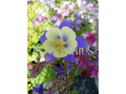 73254 orlicek blue star aquilegia caerulea blue star kvetnik o prumeru 9 cm