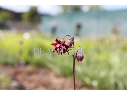 73263 orlicek obecny ruby port aquilegia vulgaris v stellata plena ruby port kvetnik o prumeru 9 cm