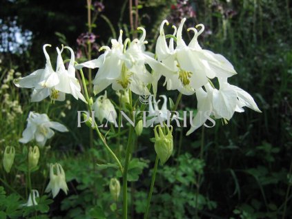 73266 orlicek obecny alba aquilegia vulgaris alba kvetnik o prumeru 9 cm