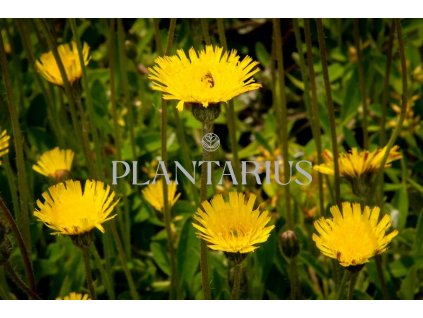 73269 jestrabnik chlupacek zedni hieracium pilosella kvetnik o prumeru 9 cm