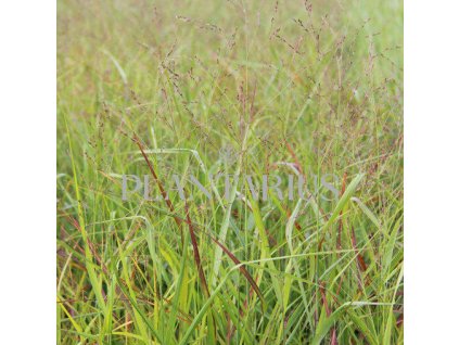 73272 proso prutnate strictum compactum panicum virgatum strictum compactum kvetnik o prumeru 9 cm