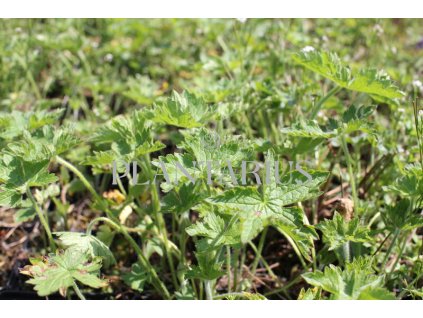 73362 kakost claridge druce geranium x oxonianum claridge druce kvetnik o prumeru 9 cm