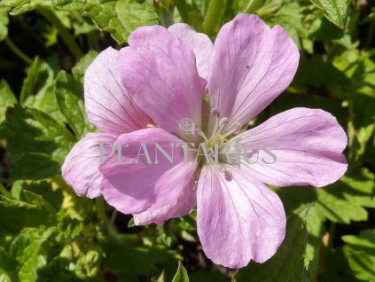 73377 kakost rose clair geranium x oxonianum rose clair kvetnik o prumeru 9 cm