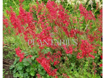 73383 dluzicha ruby bells heuchera sanguinea ruby bells kvetnik o prumeru 9 cm