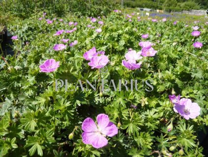 73404 kakost krvavy geranium sanguineum kvetnik o prumeru 9 cm