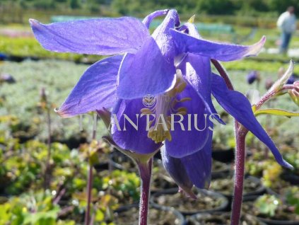 73407 orlicek alpsky aquilegia alpina kvetnik o prumeru 9 cm