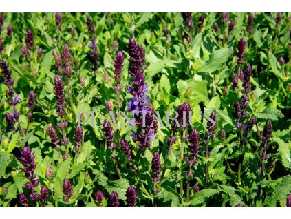 73410 salvej nadherna new dimensions blue salvia superba new dimensions blue kvetnik o prumeru 9 cm