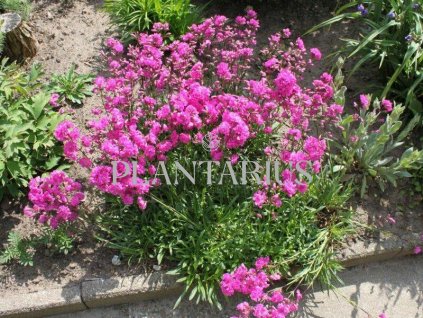 73422 kohoutek obecny splendens feuer lychnis viscaria splendens feuer kvetnik o prumeru 9 cm