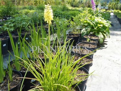 73425 kleopatrina jehla kniphofia citrina kvetnik o prumeru 9 cm