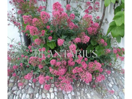 73428 mavun rosenrot centranthus ruber var coccineus rosenrot kvetnik o prumeru 9 cm