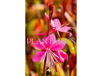 73464 svickovec siskiyou pink gaura lindheimeri siskiyou pink kvetnik o prumeru 9 cm
