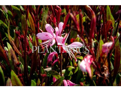 73491 svickovec butterfly rose gaura lindheimeri butterfly rose kvetnik o prumeru 9 cm