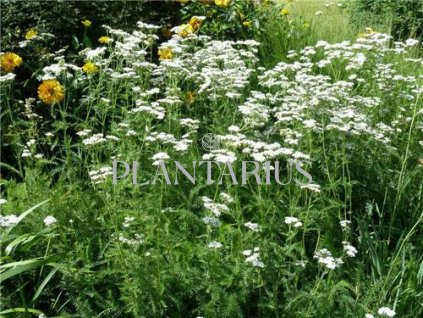 73503 rebricek obecny achillea millefolium kvetnik o prumeru 9 cm