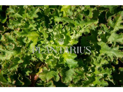 73527 dluzicha heuchera micrantha kvetnik o prumeru 9 cm