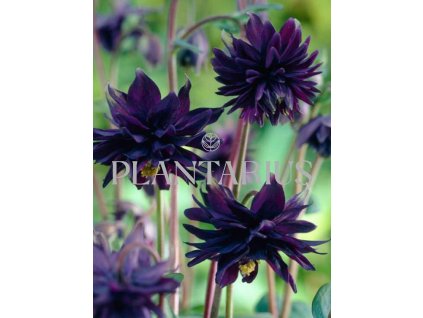 73566 orlicek obecny barlow black aquilegia vulgaris v stellata barlow black kvetnik o prumeru 9 cm
