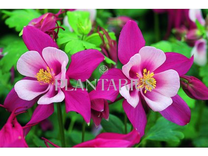 73629 orlicek red hobbit aquilegia caerulea red hobbit kvetnik o prumeru 9 cm