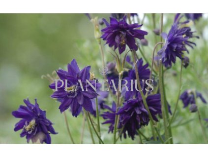 73632 orlicek obecny barlow blue aquilegia vulgaris v stellata barlow blue kvetnik o prumeru 9 cm