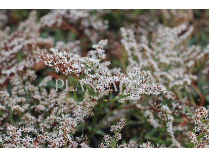 73647 statice tatarska goniolimon tataricum kvetnik o prumeru 9 cm