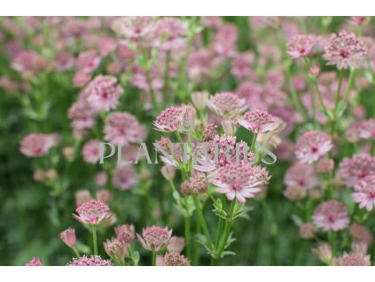 73665 jarmanka vetsi roma astrantia roma kvetnik o prumeru 9 cm