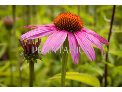 73713 trapatkovka nachova leuchtstern echinacea purpurea leuchtstern kvetnik o prumeru 9 cm